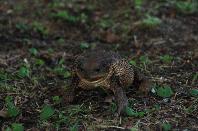 Rospo comune femmina - Bufo bufo